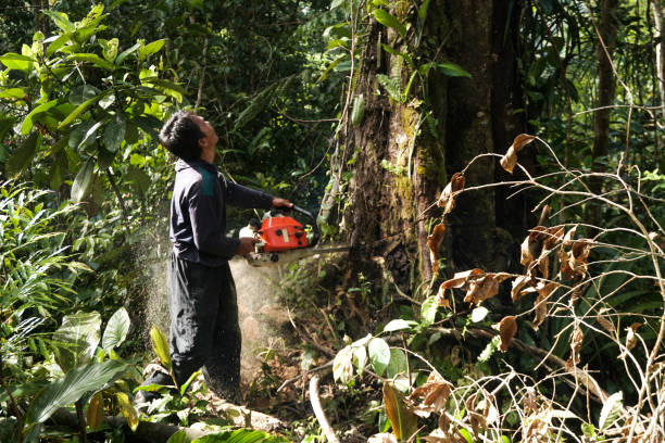 Best Emergency Tree Removal  in La Cresta, CA